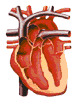 Cardiovascular